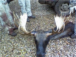 Big Utah Bull Moose