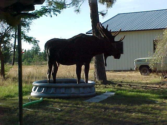 Moose in Pool