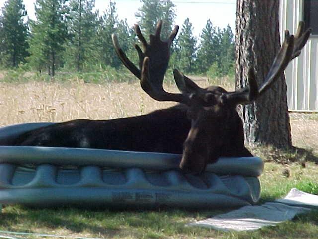 Moose in Pool