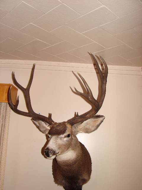 Muley mount 4 sale