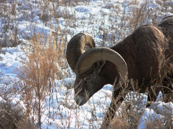 Cali. Bighorn