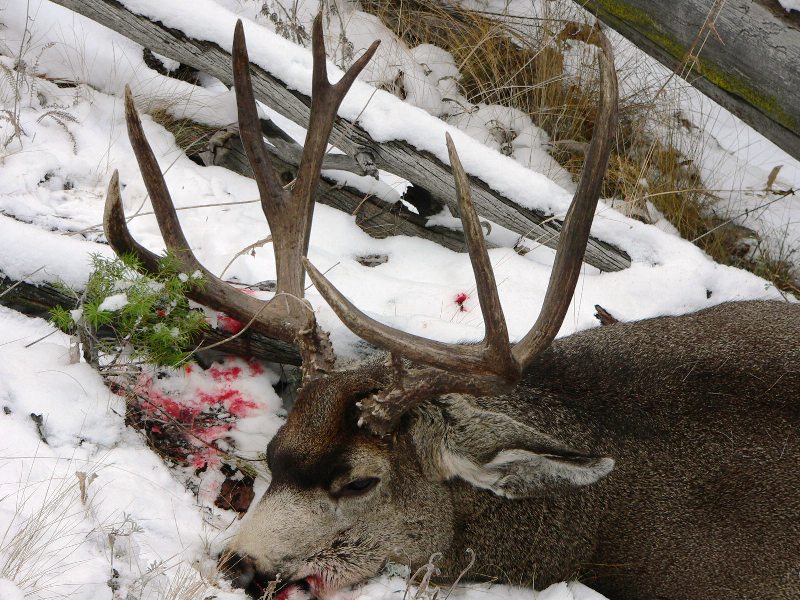 Late Washington Buck