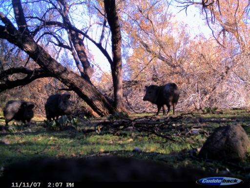 Re: Javelina Season Starts Tomorrow!