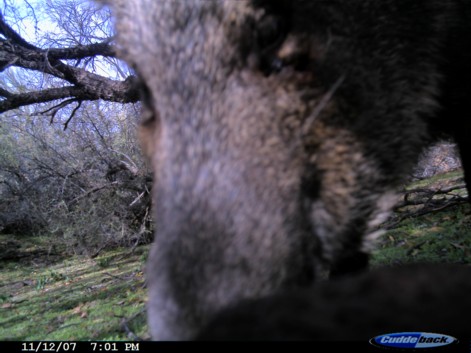 Re: Javelina Season Starts Tomorrow!