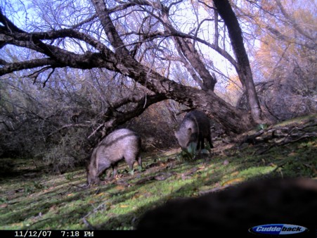 Re: Javelina Season Starts Tomorrow!