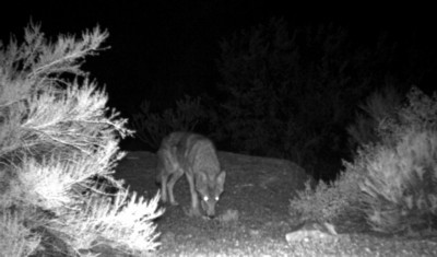 Backyard trail cam pics