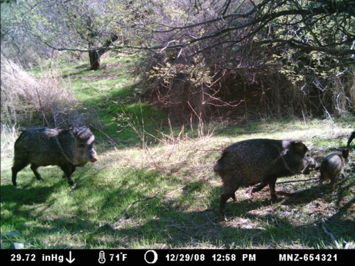 Javelina Season Starts Tomorrow!