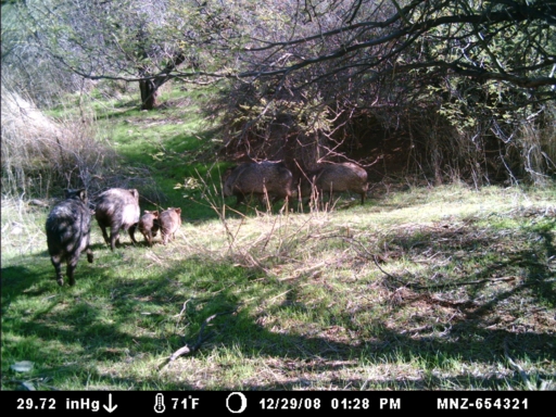 Re: Javelina Season Starts Tomorrow!