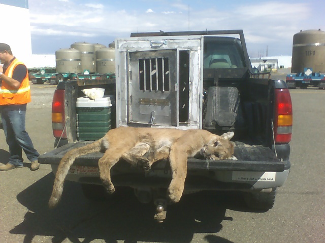 Cougar at INL site