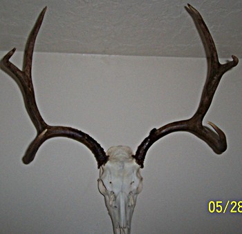 lets see last years buck