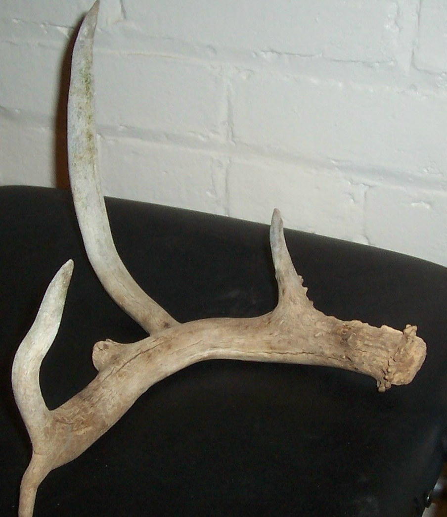 whitetail shed?