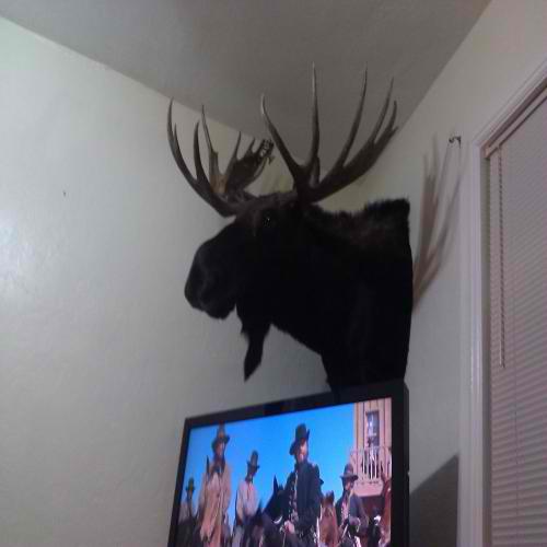 moose on the wall