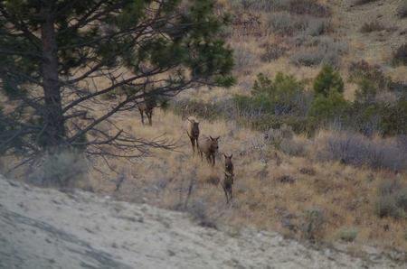 Elk pics