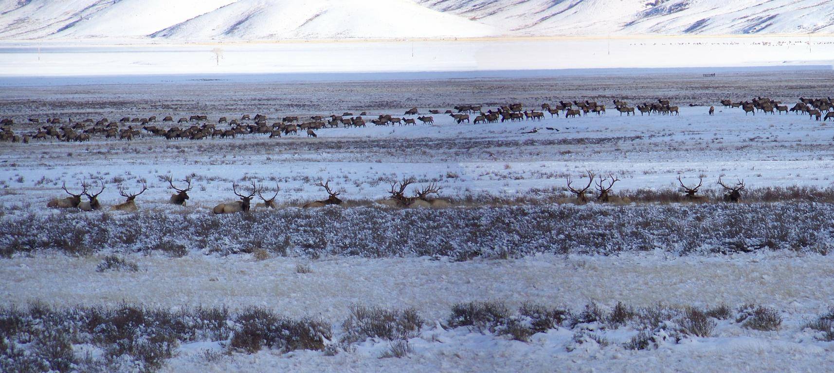 Winter Range Bulls - Location?