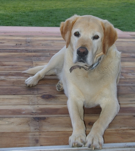 Yellow Lab