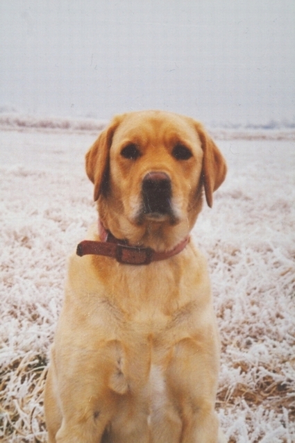 Yellow Lab