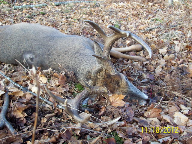 Re: 1st Moose shed &amp;amp; some whitetails