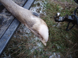 Craig&#039;s 2008 MN buck