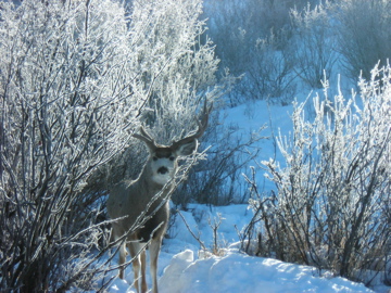 winter buck