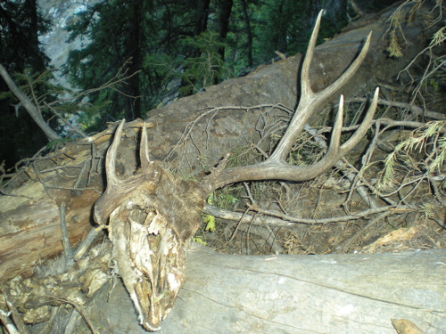 dead buck