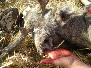 A dwr officer said this buck was old and his hear were probably burned off by the fire