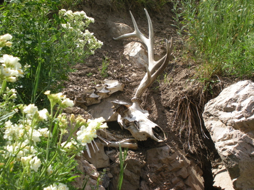 Elk shed?