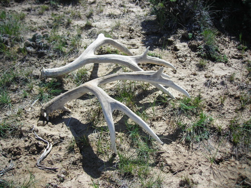 muleys in june