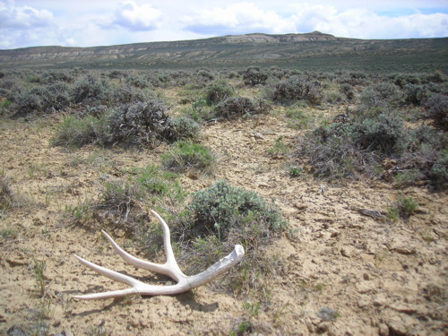 Re: muleys in june