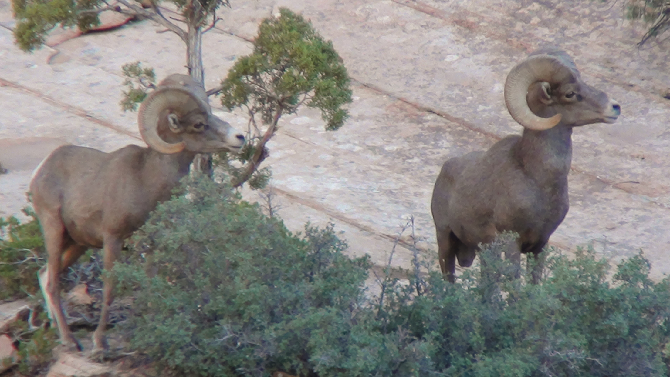 Desert bighorn 2010