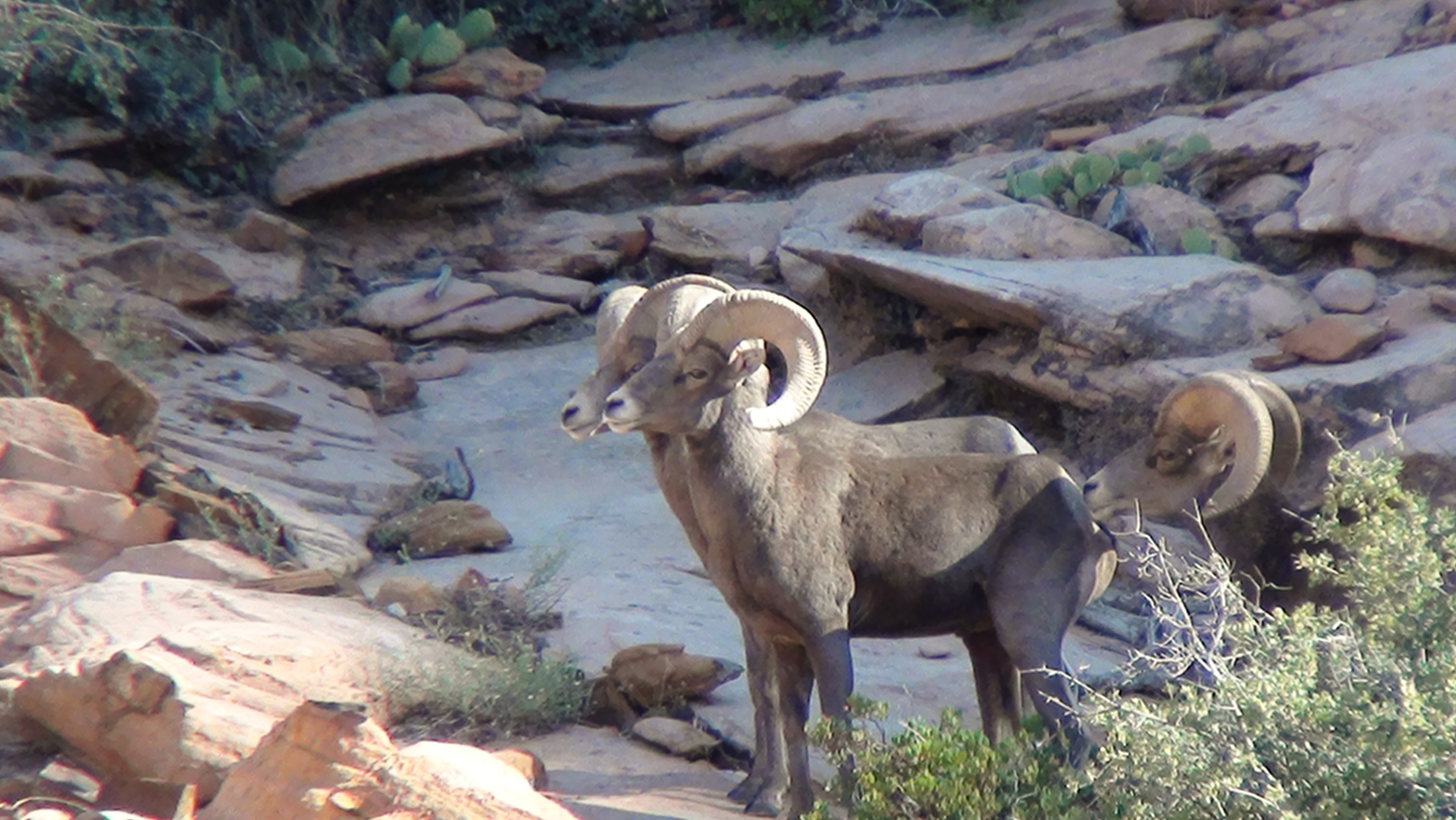 Desert bighorn 2010