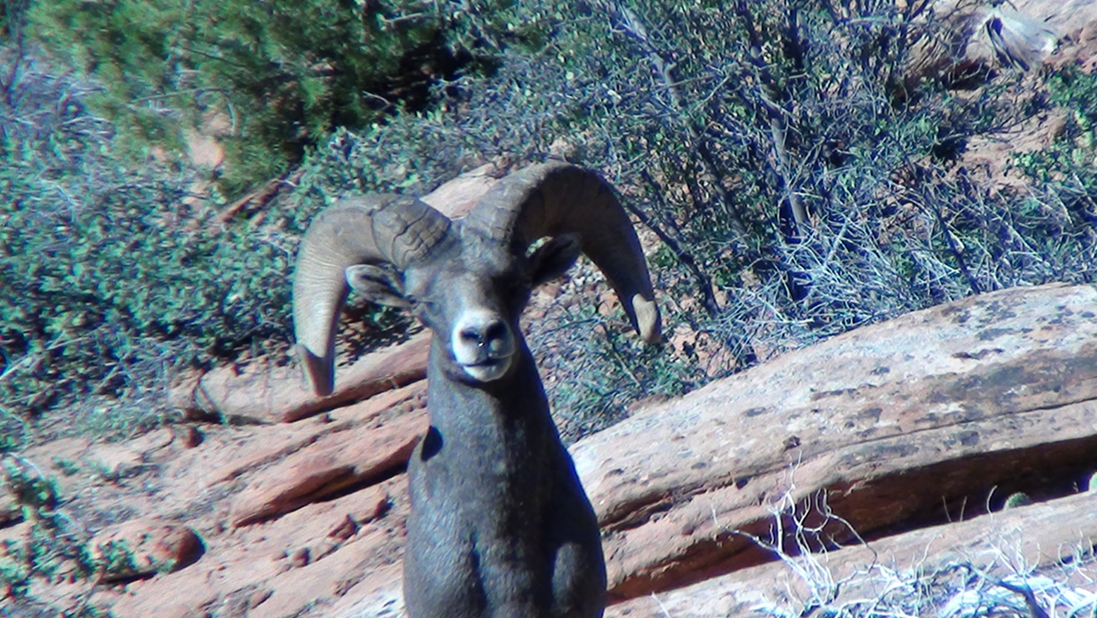 Desert Bighorn 2010