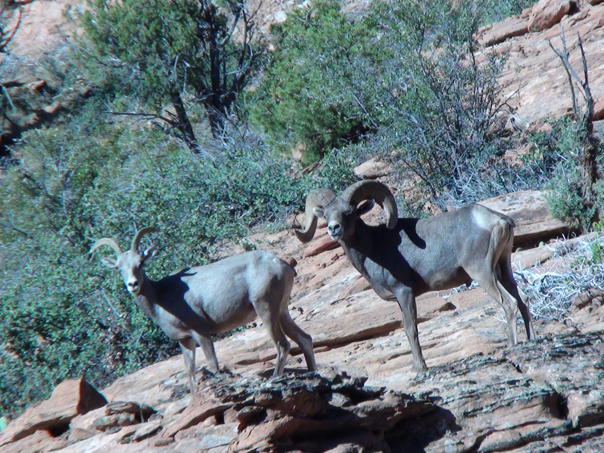 Desert Bighorn 2010