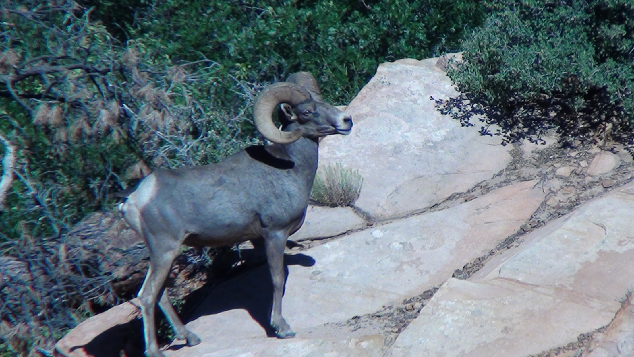 Desert bighorn 2010