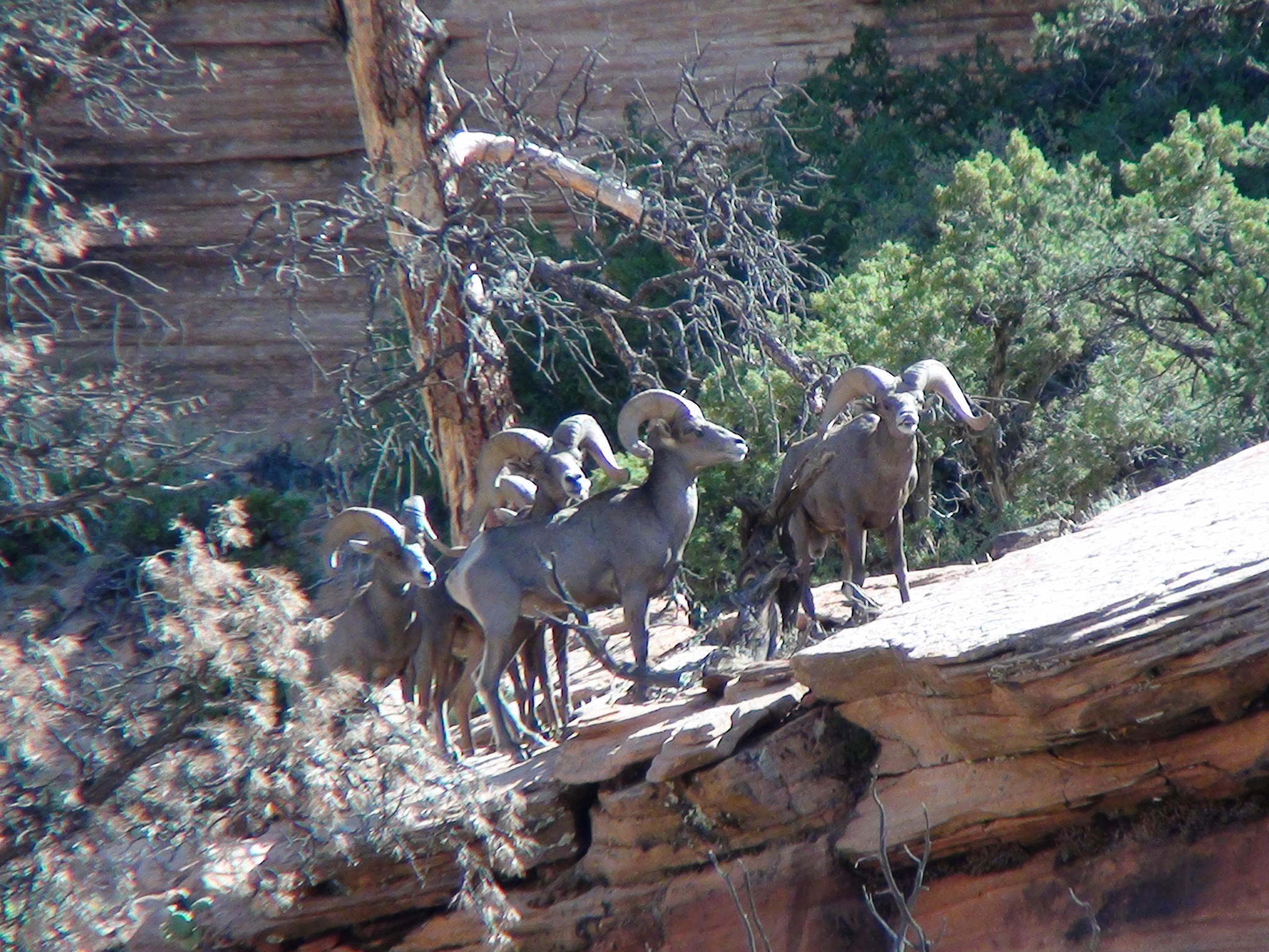 Desert Bighorn 2010