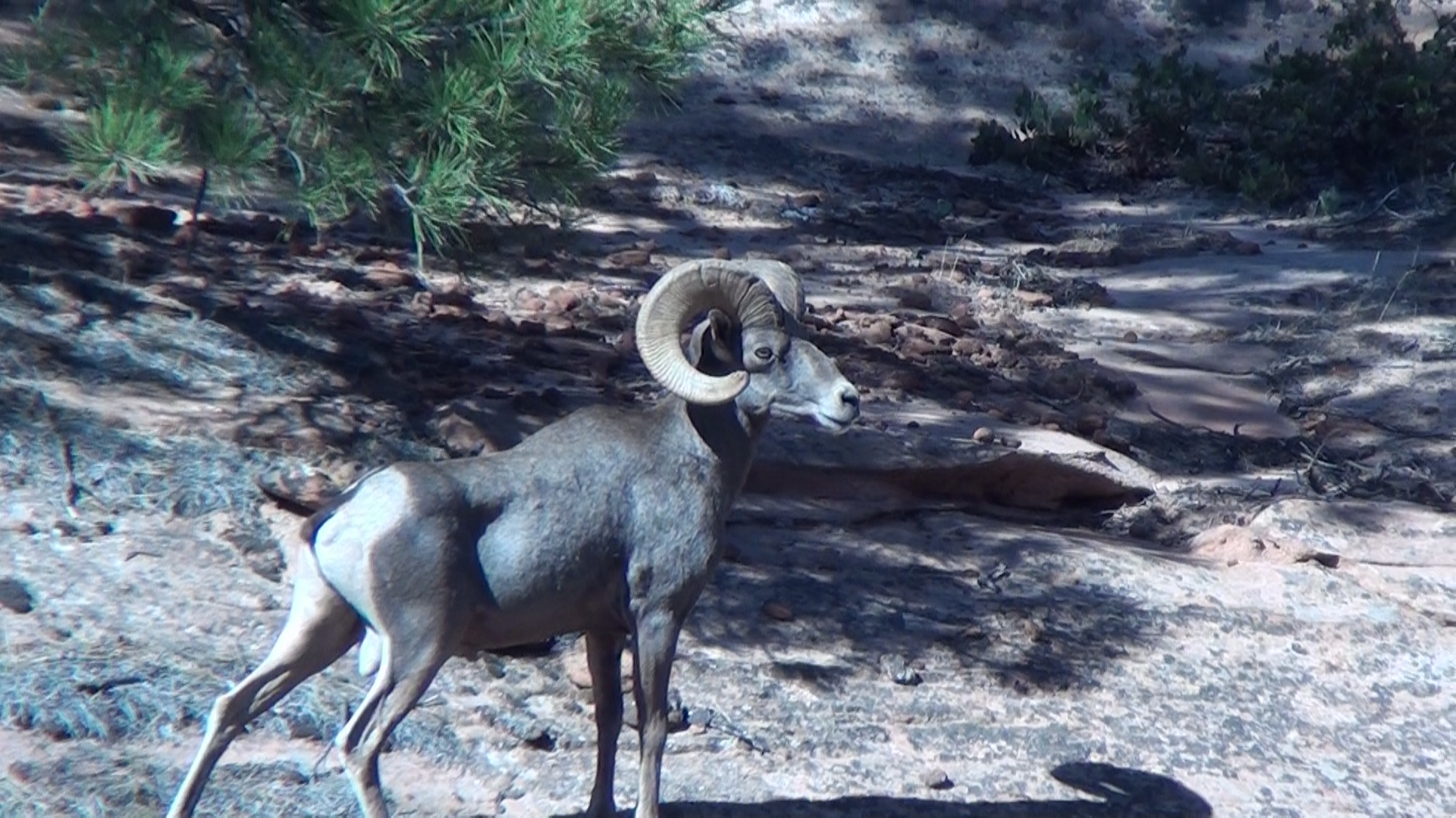 Desert Bighorn 2010