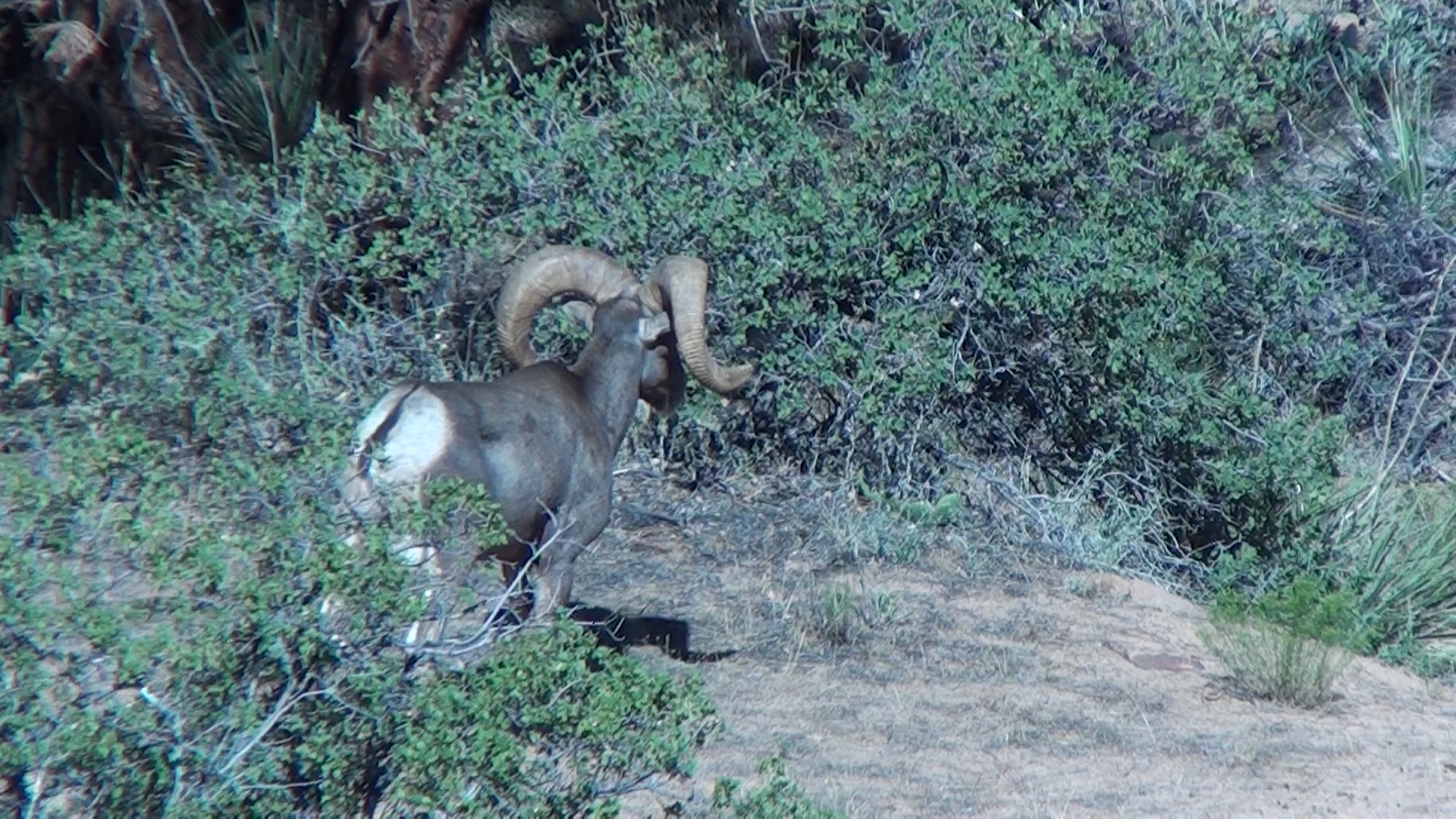 Desert Bighorn 2010