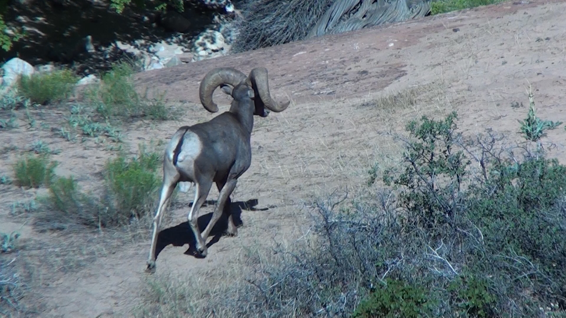 Desert Bighorn 2010