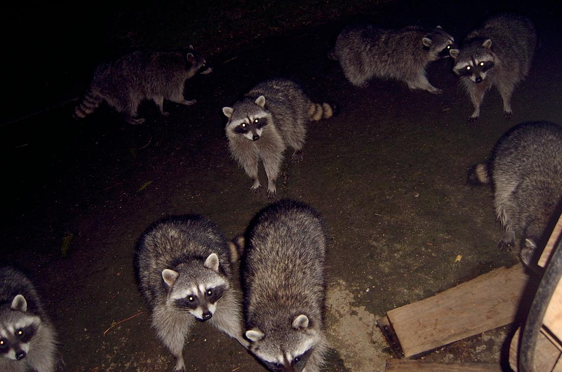 coons at our house