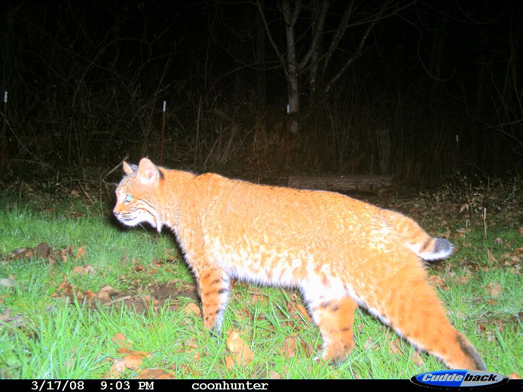 Nice Male bobcat