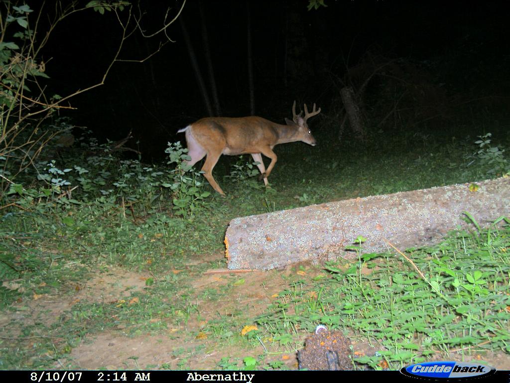 our back yard again