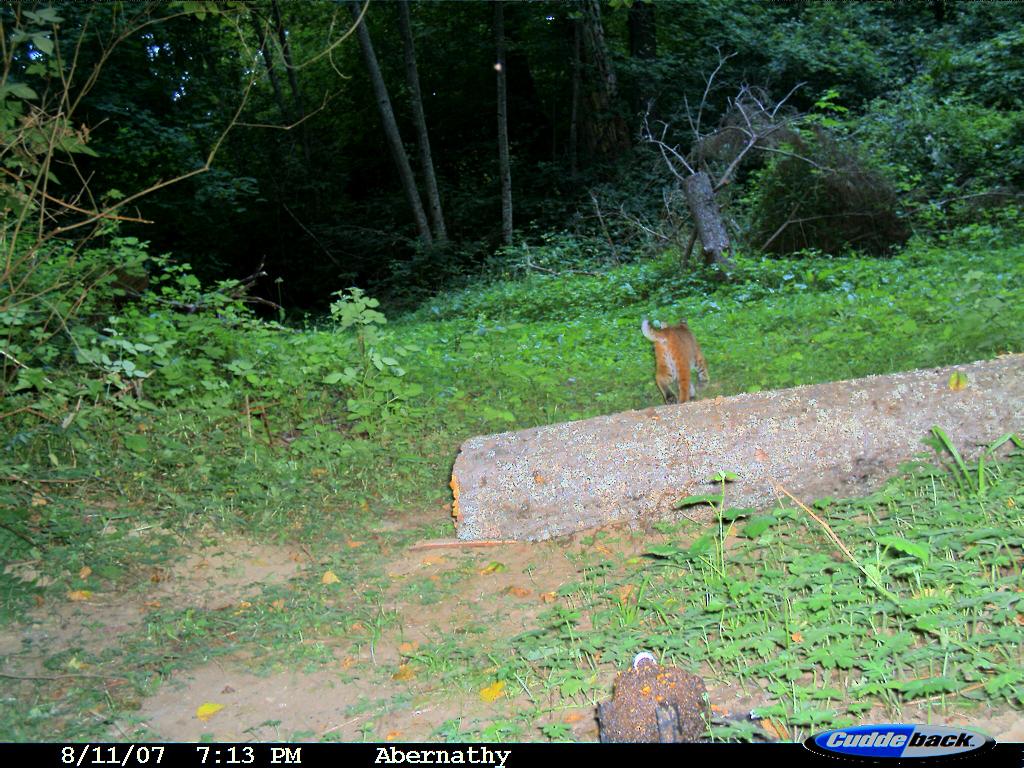 our back yard again