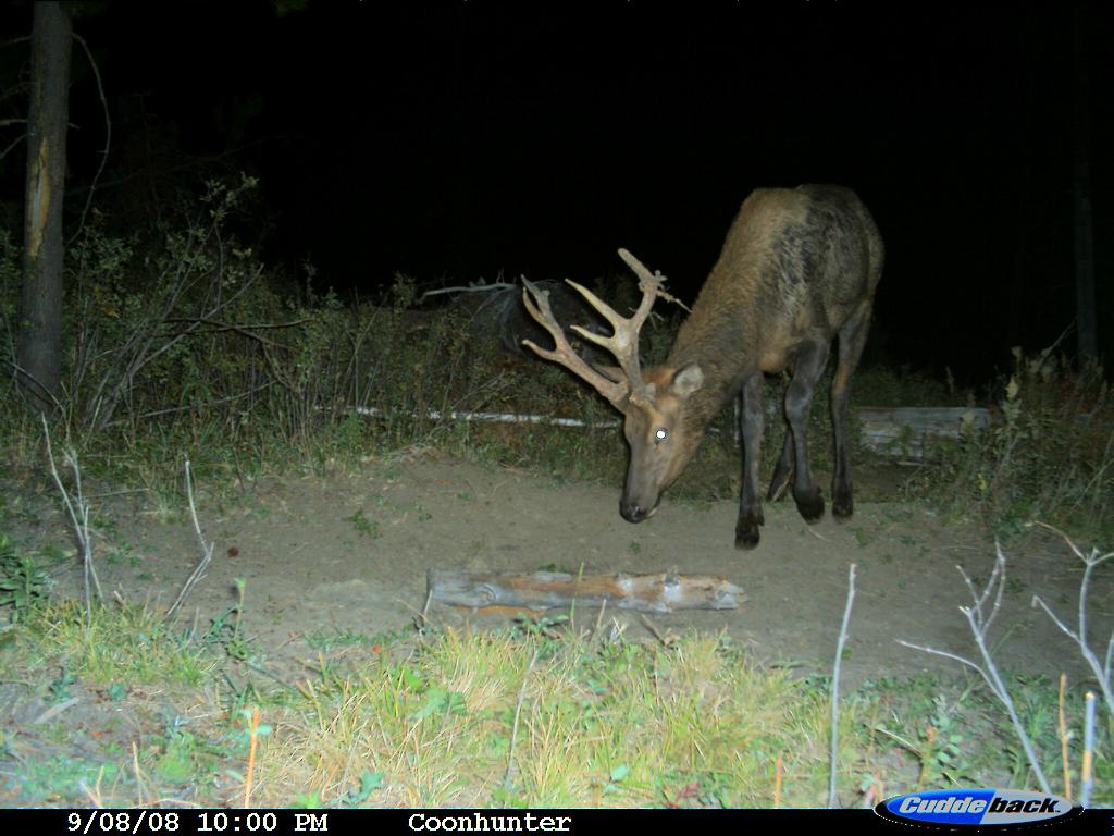 Our Cuddeback 08