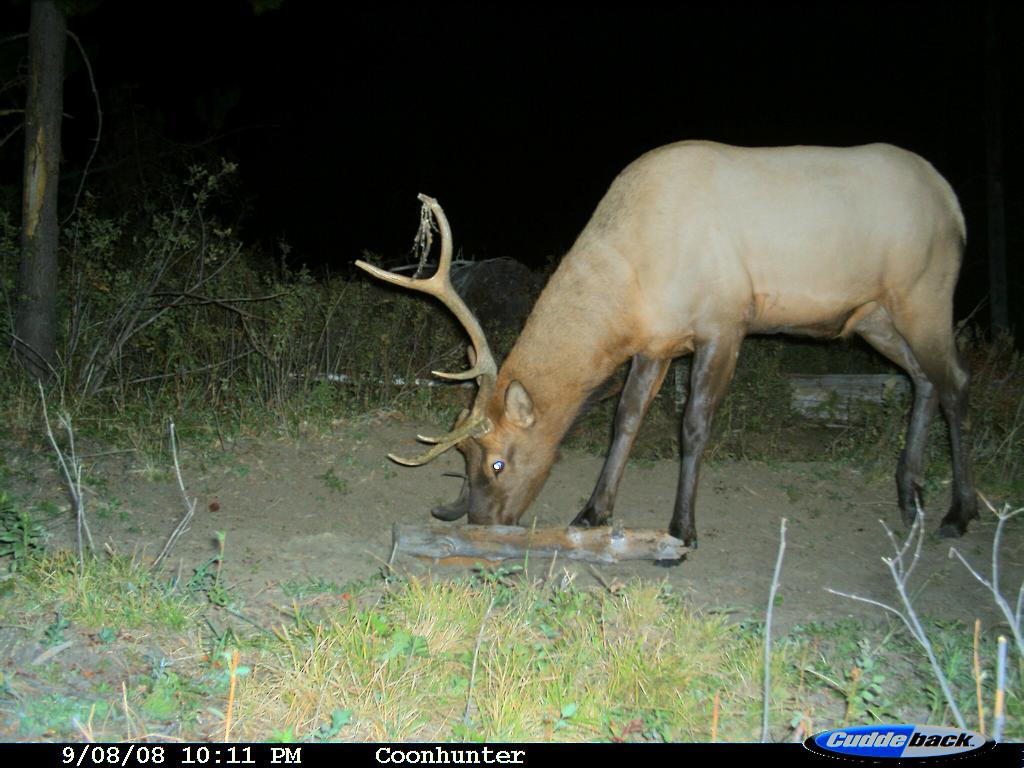 Our Cuddeback 08