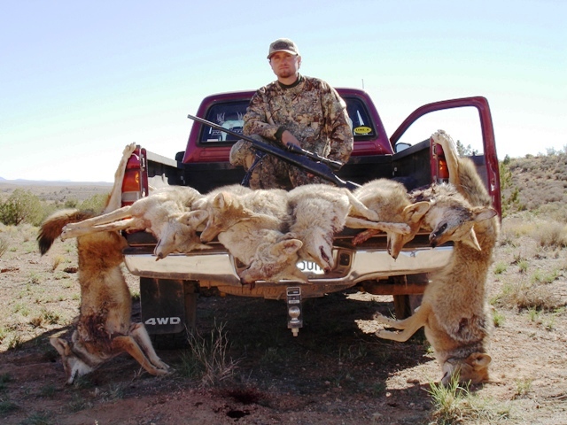 coyotes success