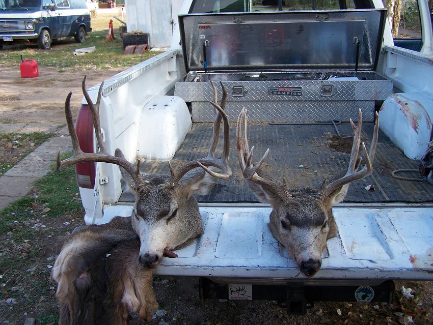 SD Mule Deer