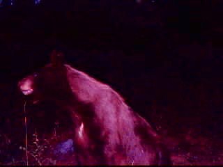 having a blast with my trail cam