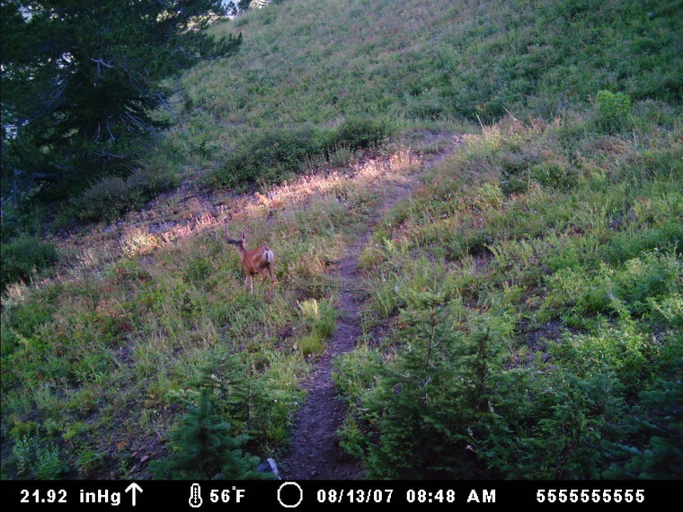 First Trail Cam Pic&#039;s Ever!