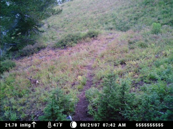 First Trail Cam Pic&#039;s Ever!