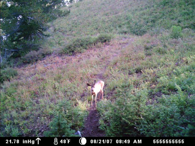 First Trail Cam Pic&#039;s Ever!