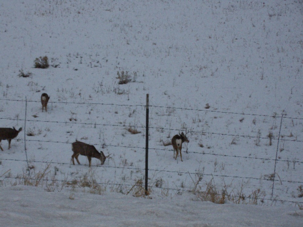 Back yard deer